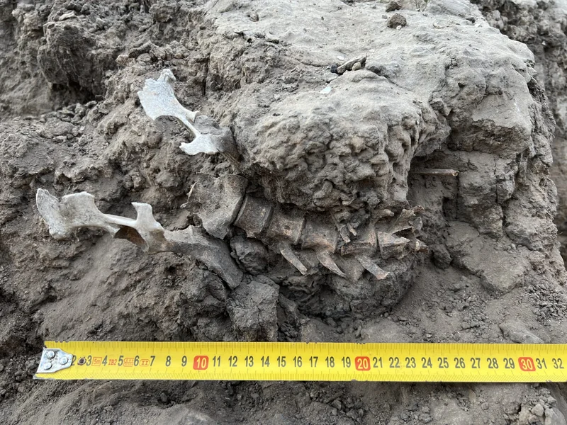 photo of a dino skeleton partial buried in dry soil
