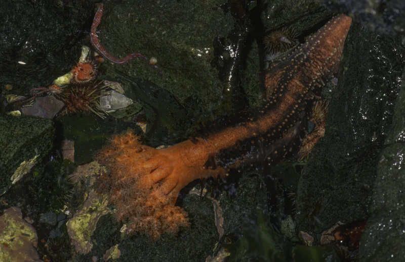 Image of a rocky ocean floor with a living orange tube tipped with an elaborate front.