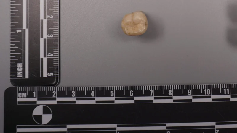Antik proteinler, Denisovan soyunda Homo erectus izine işaret ediyor