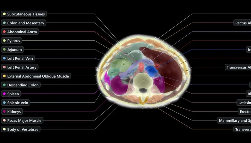 A processed image of the midsection of a human body scanned by the Midjourney Scanner