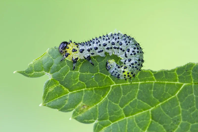 A green leaf, partly eaten, with a caterpillar with black spots doing the eating.