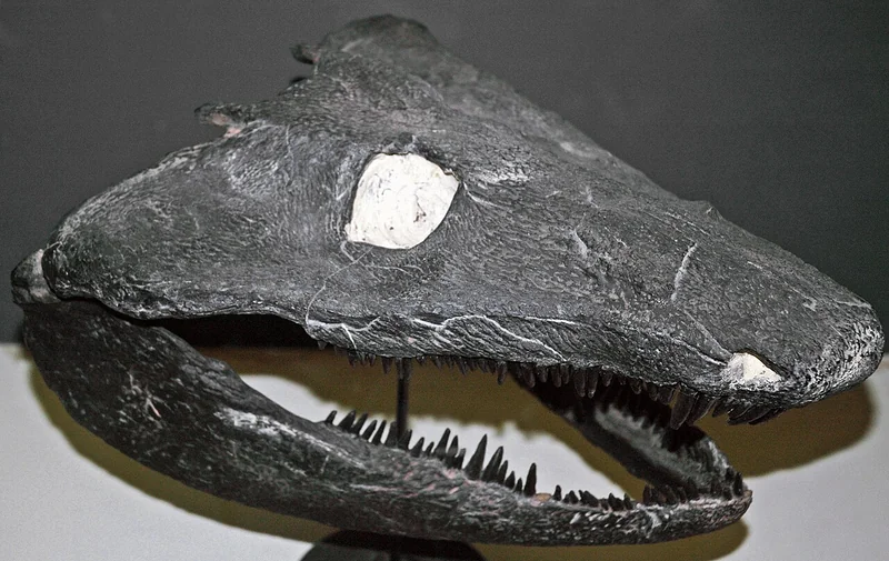 Image of the skull of a large, flat-headed animal with a toothy jaw.