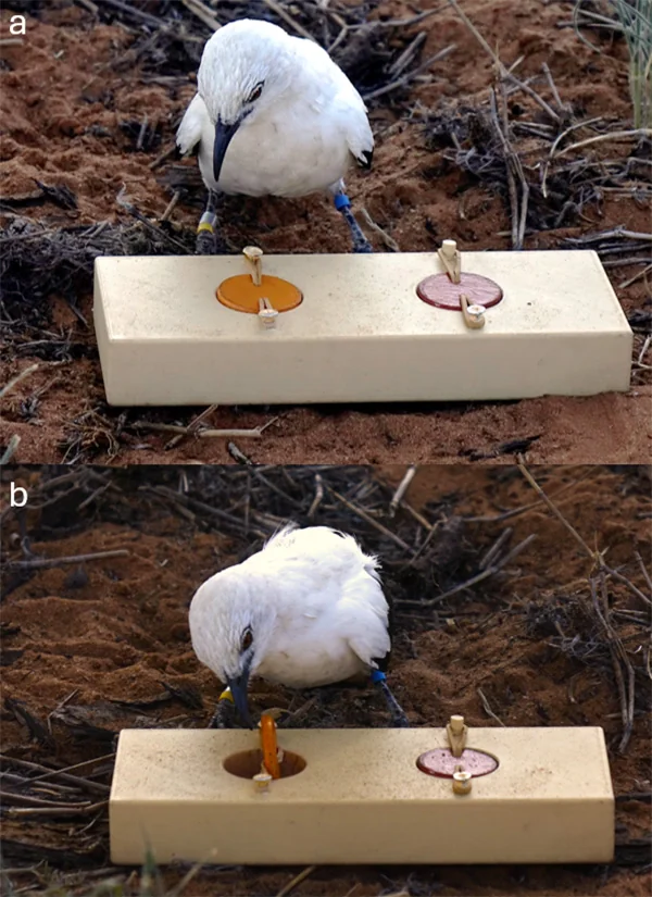 Two photos: a bird looks at a piece of wood with two holes covered by plastic lids; the bird has pecked and opened one lid.