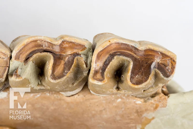 photo of chewing surface of rhino teeth in a jawbone