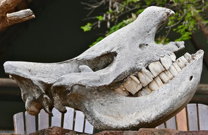 photo of a rhino skull with very large, solid-looking molars.