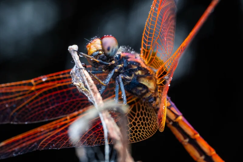 closeup of a colorful male dragonfly