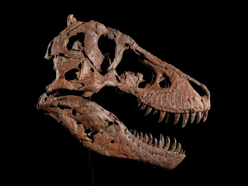 67 milyon yıllık T. rex iskeleti Gus, $30 milyona çıkabilir