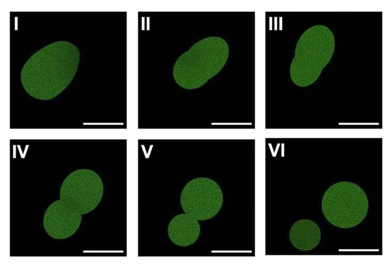 A series of images with a black background and greenish ovals in each. In many cases, the ovals are pinching off to form two smaller ovals.