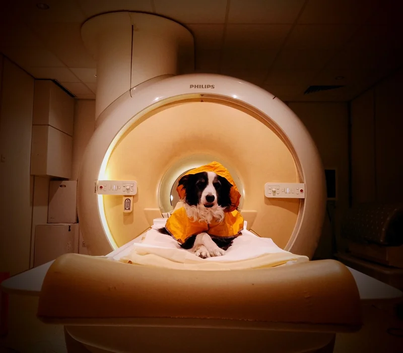 Trained pet dogs remained awake during fMRI scans as researchers measured their brain activity while they viewed images of human faces expressing happiness, anger, fear, and sadness.