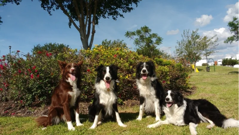 Four of the canine participants who took part in the study: Morante, Kunkun, Odin, and Molly (from left to right). Researchers scanned their brains to explore how dogs process human emotional expressions.