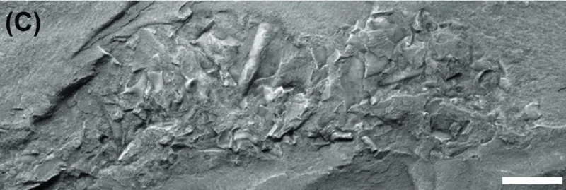 Macroscopic coprolite preserving shell fragments from the Buen Formation (Cambrian Series 2), Greenland. PMU 22887.