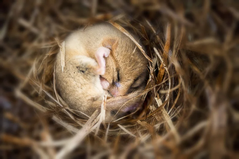 A small brown mouse, curled up into a ball and sleeping on a bed of straw.