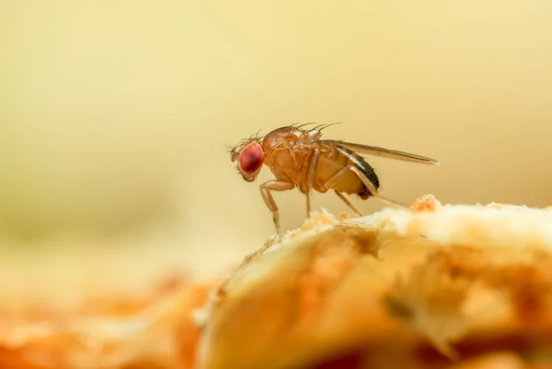A male fruit fly stands on the edge of a piece of yellow material.