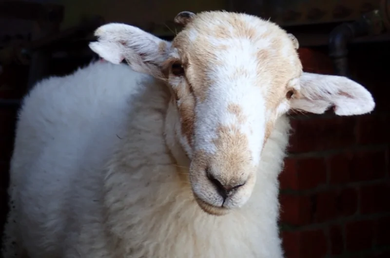 A curious Welsh Mountain sheep (Ovis aries) stares into the camera
